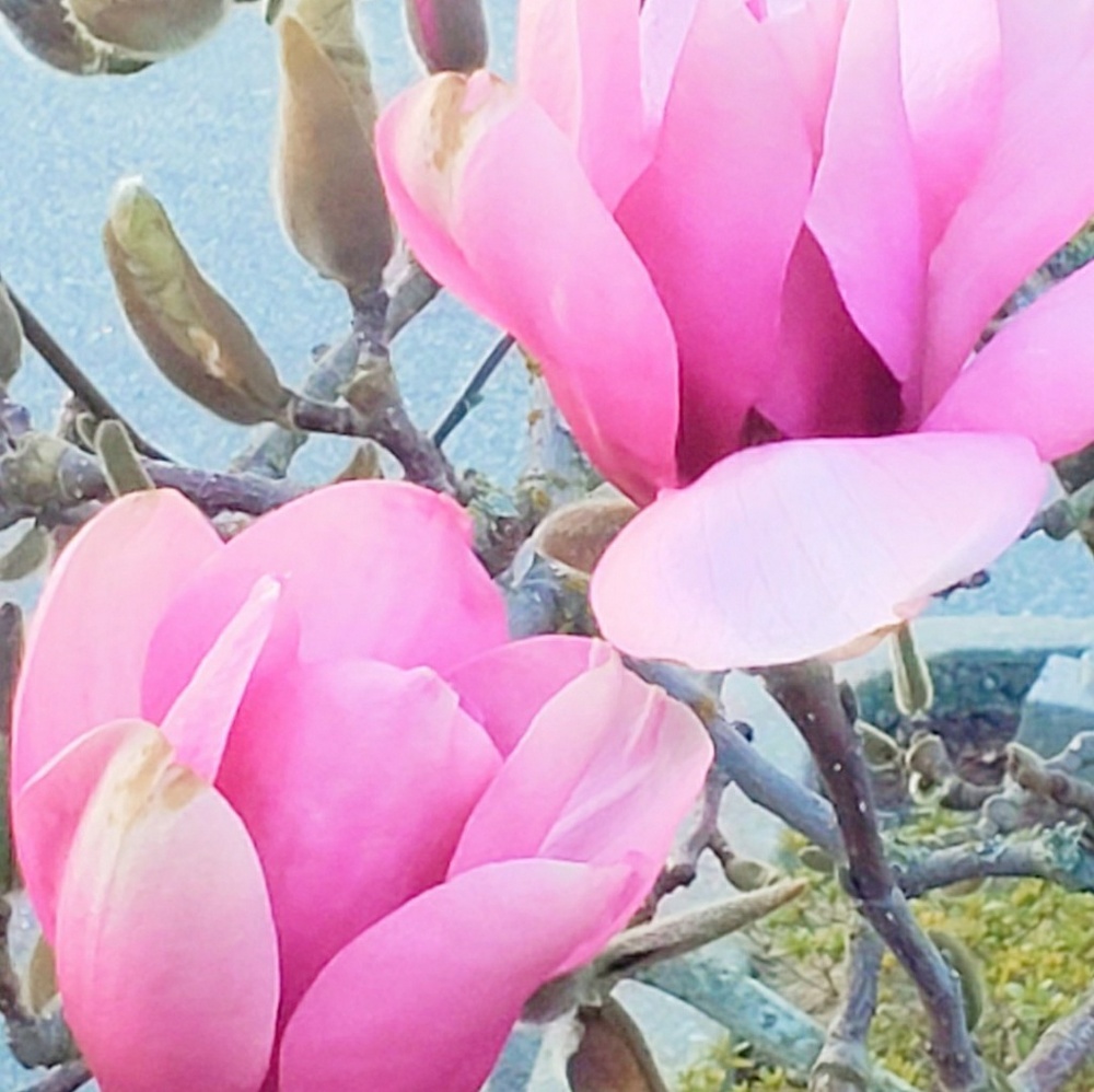 Meet your Posher, Roberta